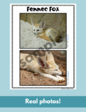 Fennec Fox Read Write Color teaching resource