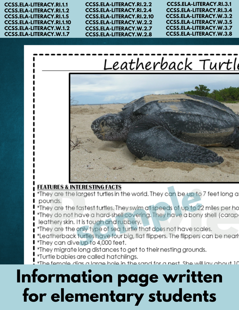 Leatherback turtle information research page for endangered animal report
