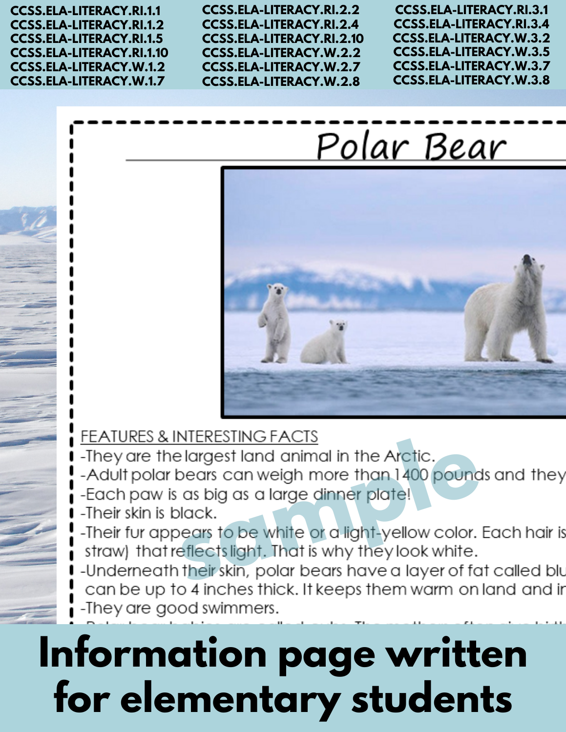 Polar Bear Arctic Animal Research Page for animal research report or reading