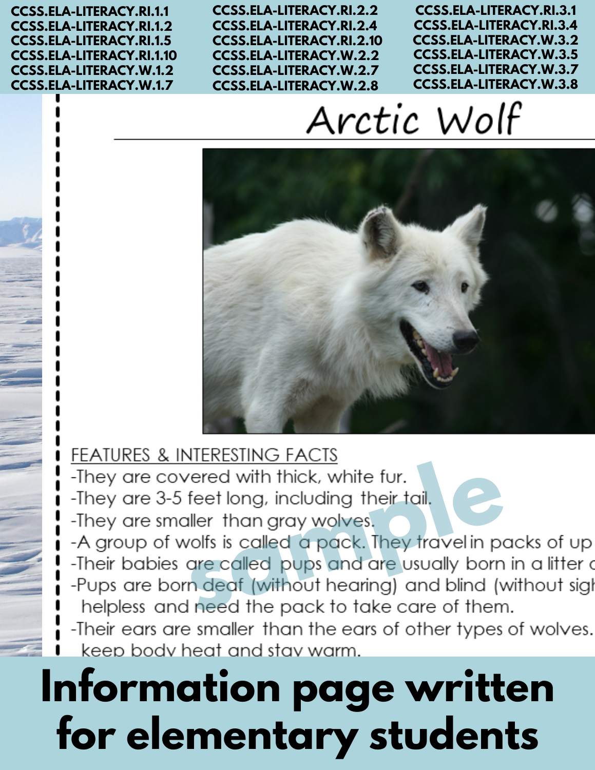 Arctic Wolf Animal Research Pages for research and writing animal reports