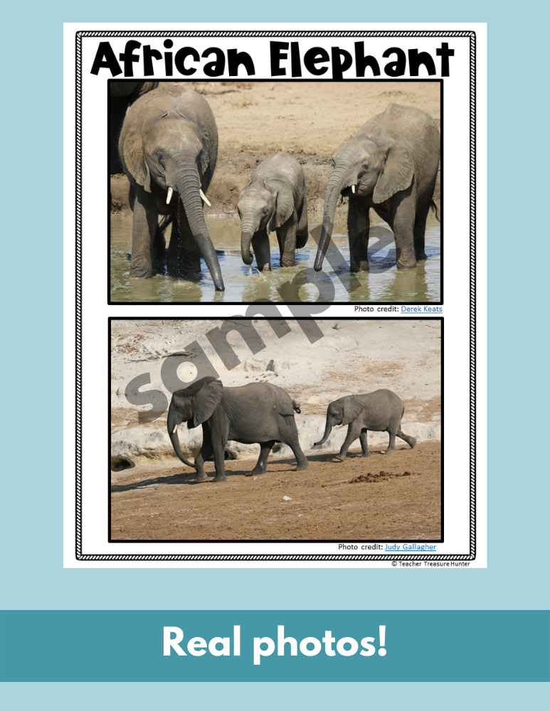 African Elephant Read Write Color activity for K, 1st, 2nd grade