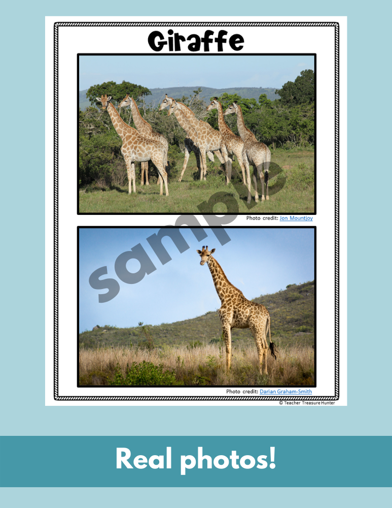 Giraffe African Savanna habitat Read Write Color activity for K, 1st, 2nd grade