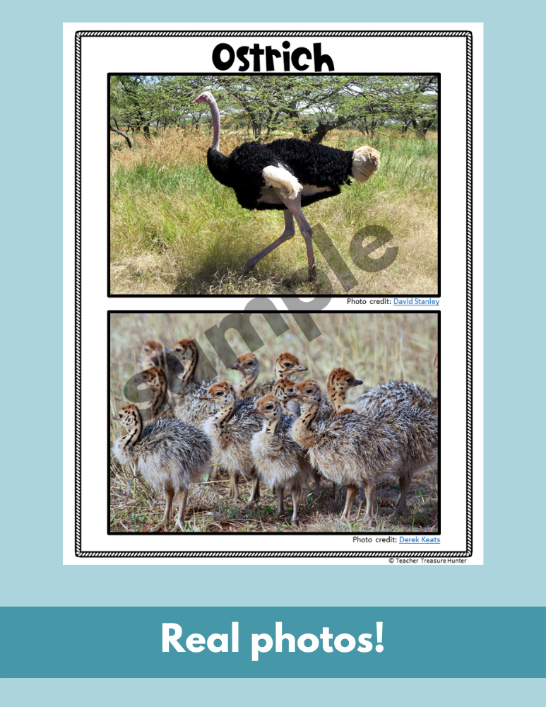 Ostrich Read Write Color African animal writing activity