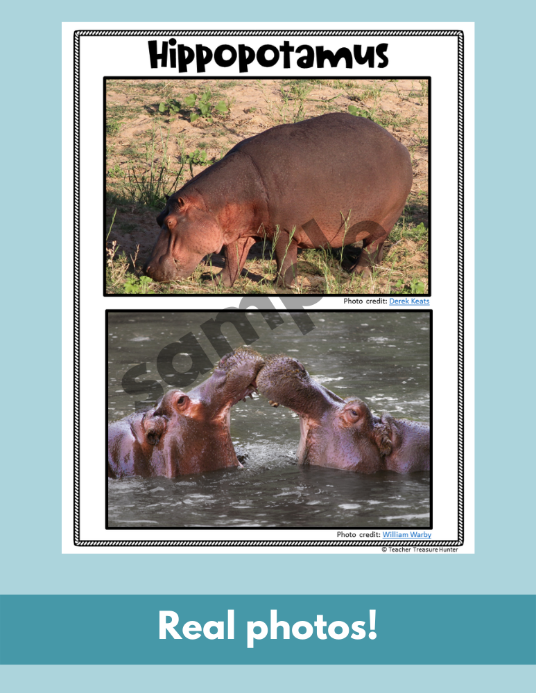 Hippo African Savanna habitat Hippopotamus Facts Read Write Color activity