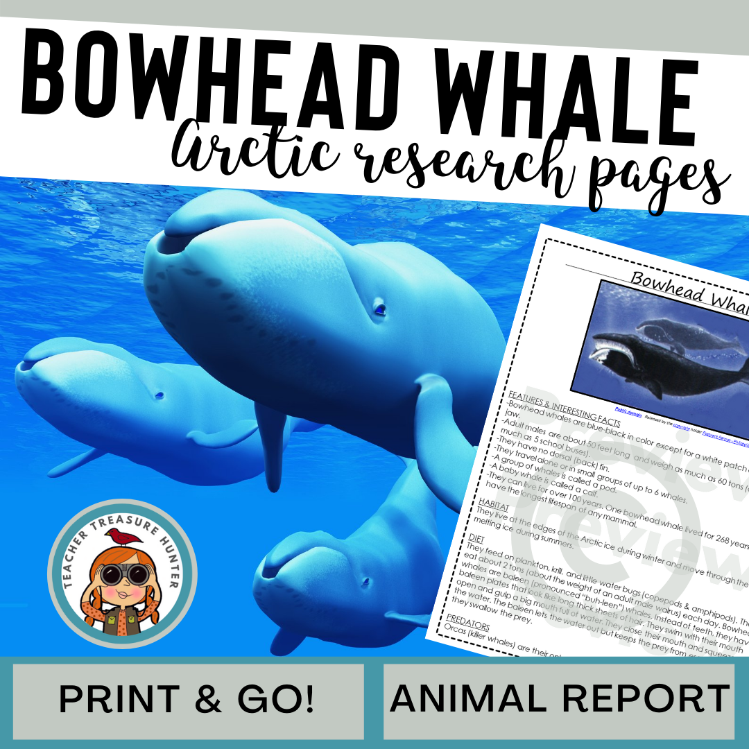 Bowhead Whale Animal Research Page for research and writing animal reports