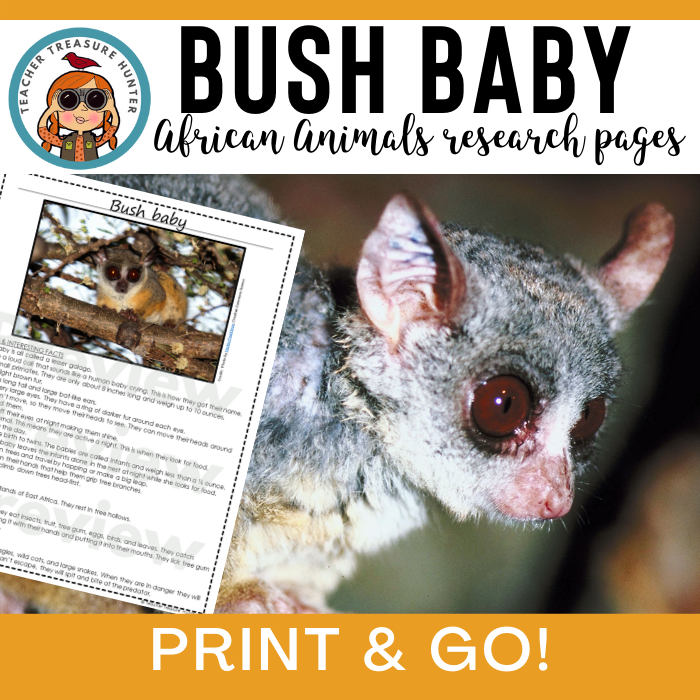 Bush Baby African Animal Information Pages for animal research paper