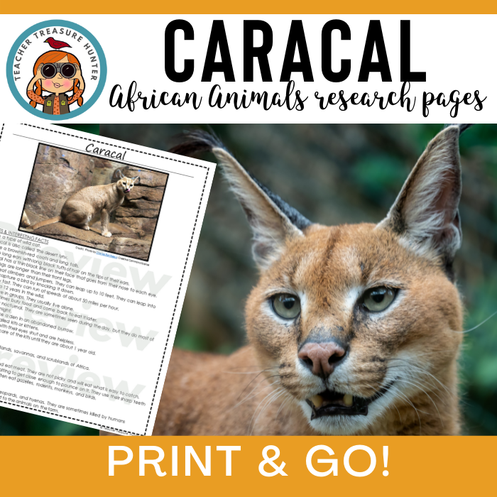 Caracal African Animal Research Pages for animal research paper
