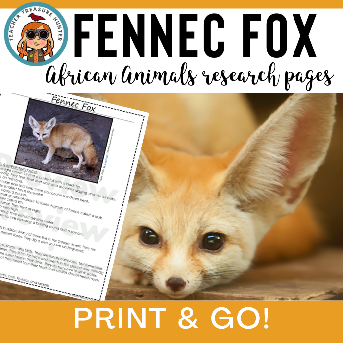 Fennec Fox | African Animal Information Pages for animal research paper