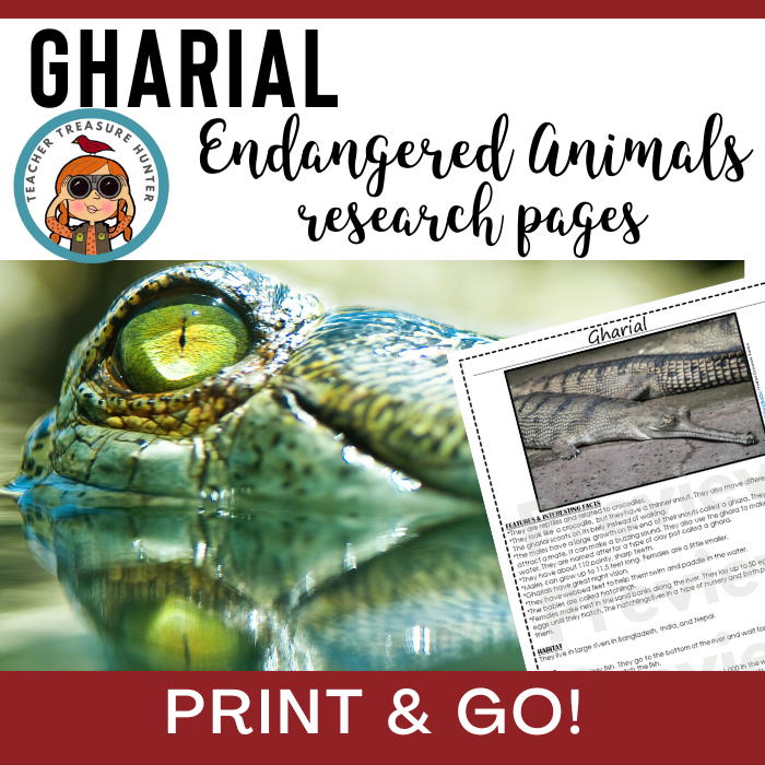 gharial | Endangered Animal research page for animal report | reptile