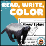 Honey Badger Read Write Color teaching resource