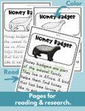 Honey Badger Read Write Color teaching resource
