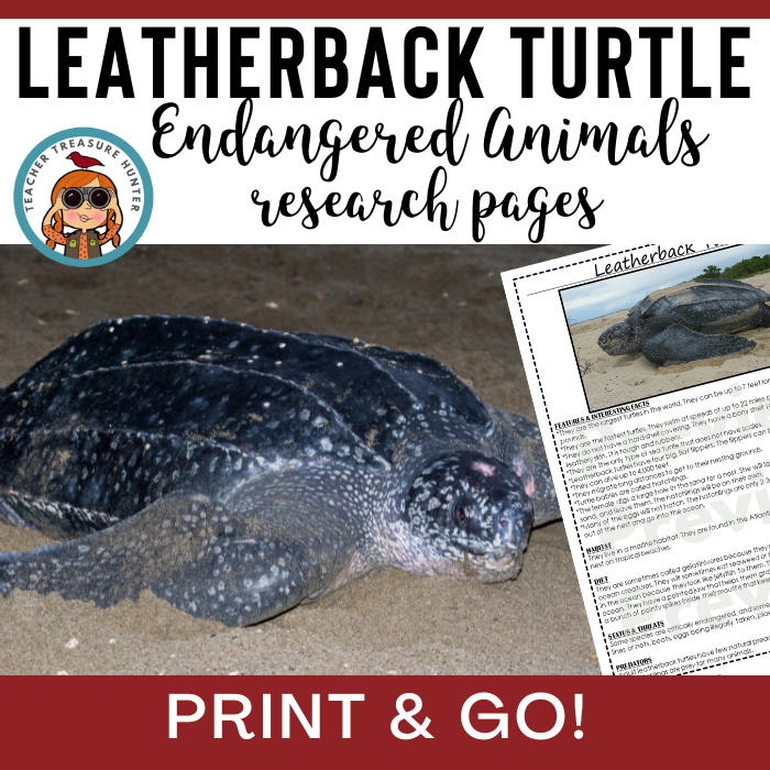 Leatherback turtle information research page for endangered animal report
